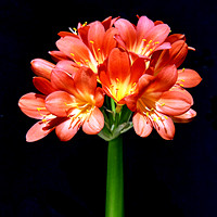 Flora